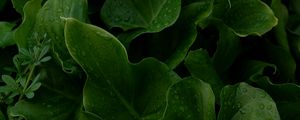 Preview wallpaper leaves, drops, wet, plants, macro, green