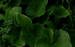 Preview wallpaper leaves, drops, wet, plants, macro, green