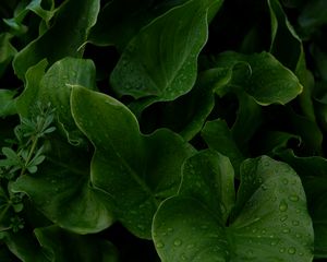 Preview wallpaper leaves, drops, wet, plants, macro, green