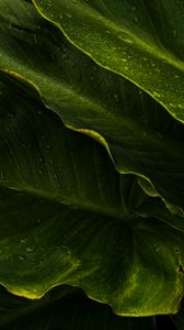 Preview wallpaper leaves, drops, wet, macro, green, tropics