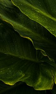 Preview wallpaper leaves, drops, wet, macro, green, tropics