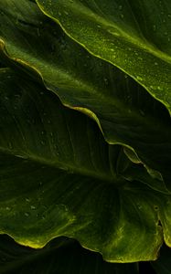 Preview wallpaper leaves, drops, wet, macro, green, tropics