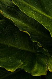 Preview wallpaper leaves, drops, wet, macro, green, tropics