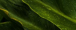 Preview wallpaper leaves, drops, wet, macro, green, tropics