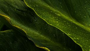 Preview wallpaper leaves, drops, wet, macro, green, tropics