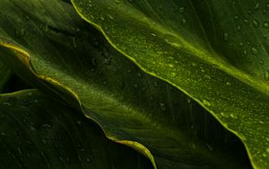 Preview wallpaper leaves, drops, wet, macro, green, tropics