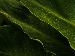 Preview wallpaper leaves, drops, wet, macro, green, tropics