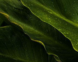 Preview wallpaper leaves, drops, wet, macro, green, tropics