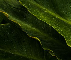Preview wallpaper leaves, drops, wet, macro, green, tropics