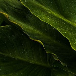 Preview wallpaper leaves, drops, wet, macro, green, tropics