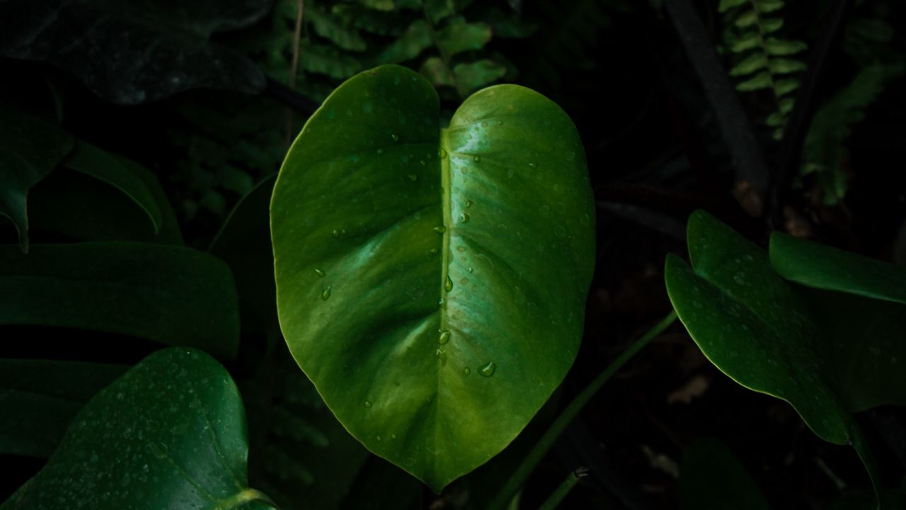 Wallpaper leaves, drops, wet, macro, green