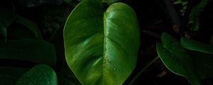 Preview wallpaper leaves, drops, wet, macro, green