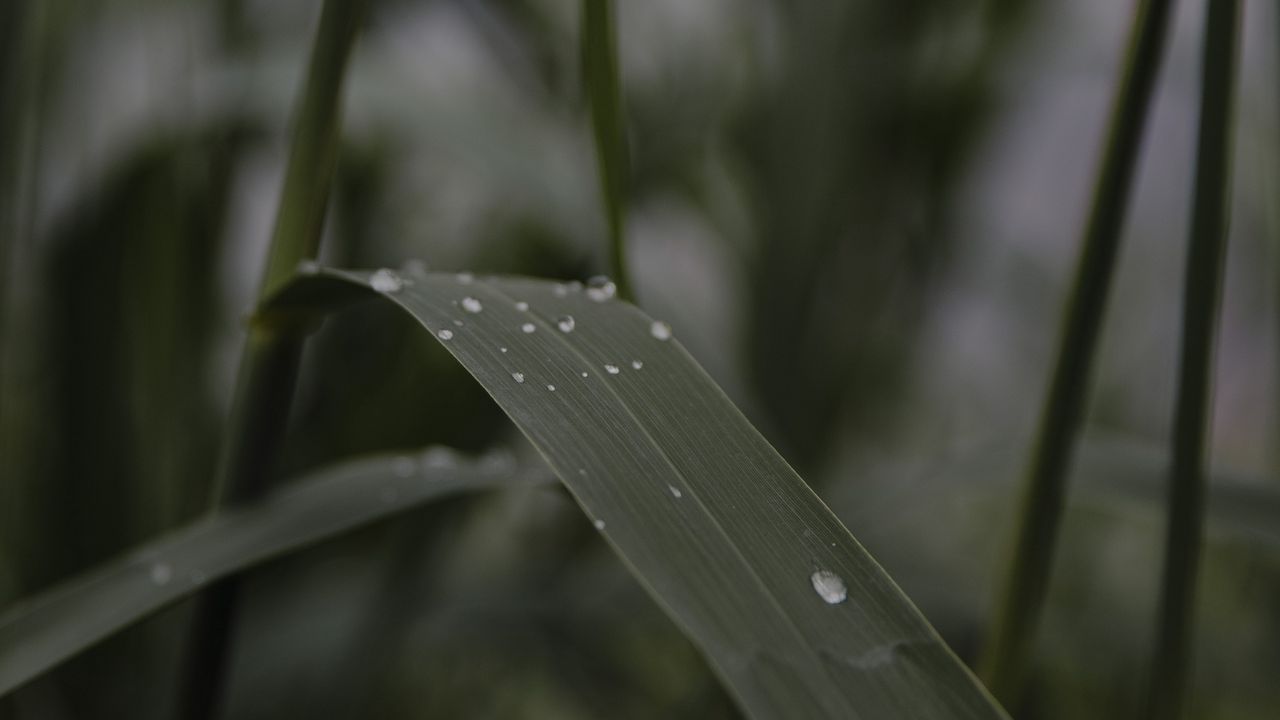 Wallpaper leaves, drops, wet, green, macro