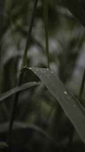 Preview wallpaper leaves, drops, wet, green, macro