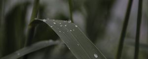 Preview wallpaper leaves, drops, wet, green, macro