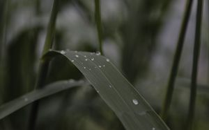 Preview wallpaper leaves, drops, wet, green, macro