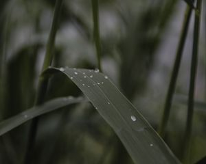 Preview wallpaper leaves, drops, wet, green, macro