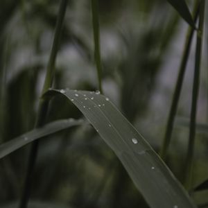 Preview wallpaper leaves, drops, wet, green, macro