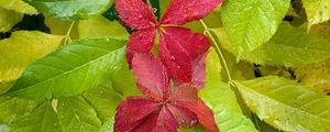 Preview wallpaper leaves, drops, wet, macro, red, green