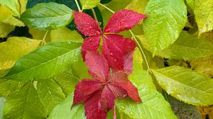 Preview wallpaper leaves, drops, wet, macro, red, green