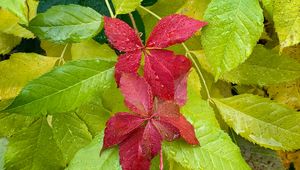 Preview wallpaper leaves, drops, wet, macro, red, green