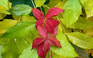 Preview wallpaper leaves, drops, wet, macro, red, green