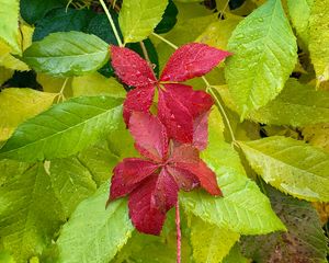 Preview wallpaper leaves, drops, wet, macro, red, green