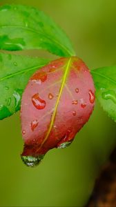 Preview wallpaper leaves, drops, wet, macro, green, red