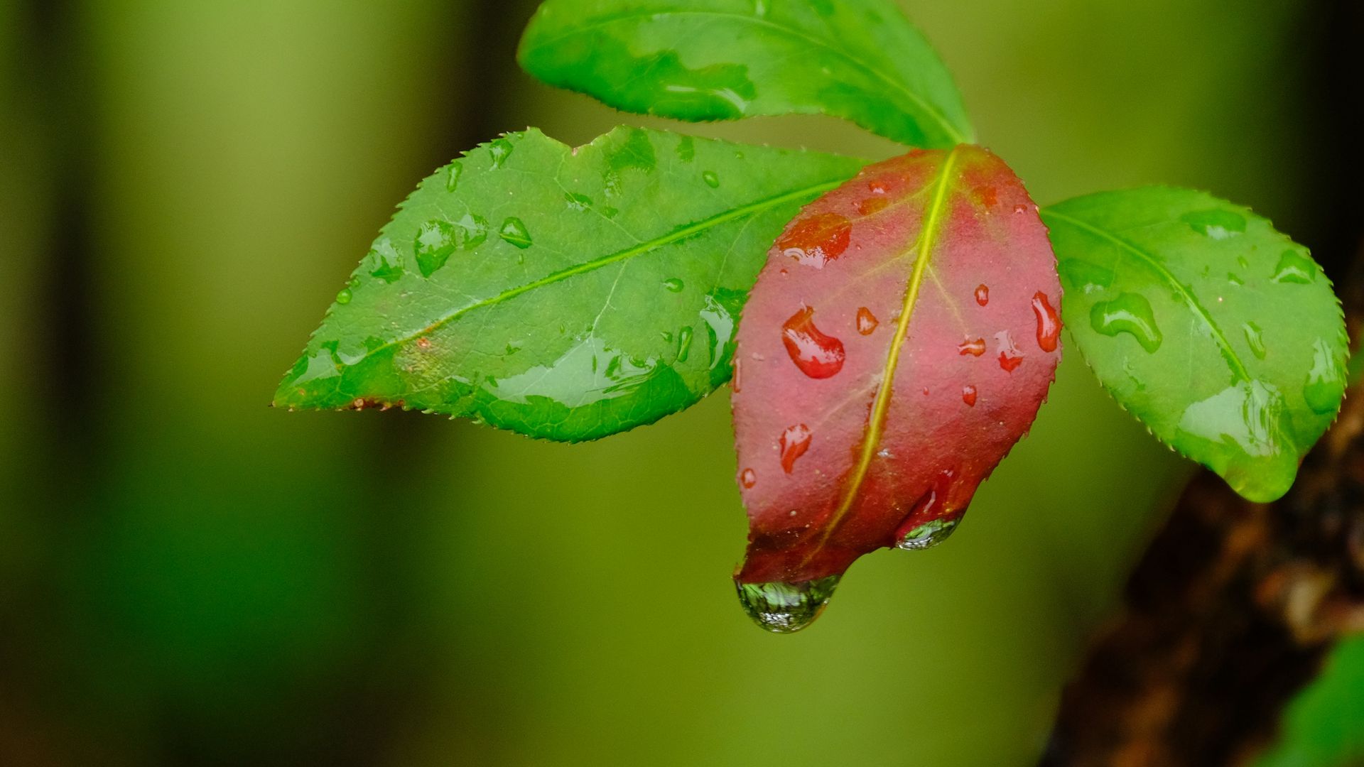 1920x1080 Wallpaper leaves, drops, wet, macro, green, red.