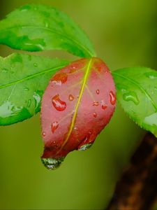 Preview wallpaper leaves, drops, wet, macro, green, red