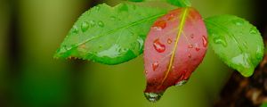 Preview wallpaper leaves, drops, wet, macro, green, red