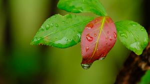 Preview wallpaper leaves, drops, wet, macro, green, red