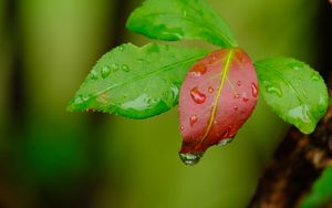 Preview wallpaper leaves, drops, wet, macro, green, red