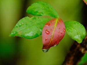 Preview wallpaper leaves, drops, wet, macro, green, red