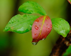 Preview wallpaper leaves, drops, wet, macro, green, red