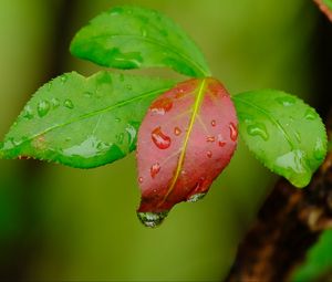 Preview wallpaper leaves, drops, wet, macro, green, red