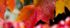 Preview wallpaper leaves, drops, wet, red, macro