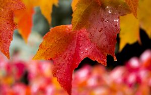 Preview wallpaper leaves, drops, wet, red, macro