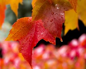 Preview wallpaper leaves, drops, wet, red, macro