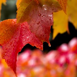 Preview wallpaper leaves, drops, wet, red, macro