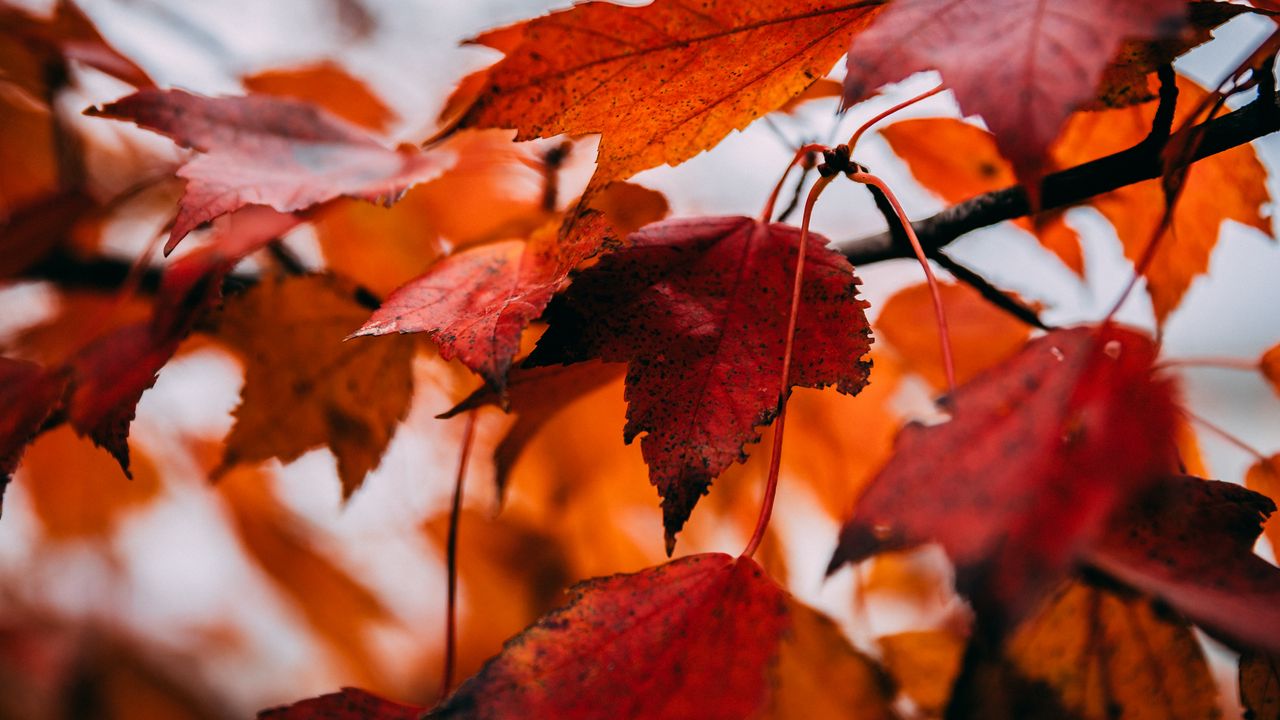 Wallpaper leaves, dry, autumn, branch, maple