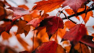 Preview wallpaper leaves, dry, autumn, branch, maple