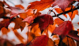 Preview wallpaper leaves, dry, autumn, branch, maple