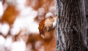 Preview wallpaper leaves, dry, autumn, branch, tree