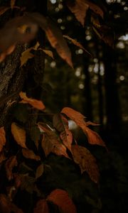 Preview wallpaper leaves, dry, autumn, branch, trees