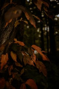 Preview wallpaper leaves, dry, autumn, branch, trees