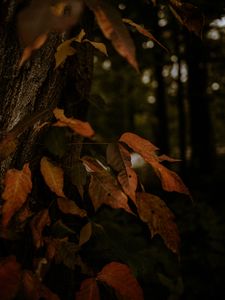 Preview wallpaper leaves, dry, autumn, branch, trees