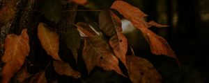 Preview wallpaper leaves, dry, autumn, branch, trees
