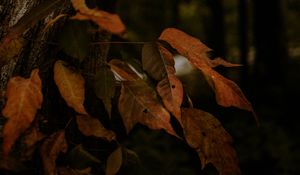 Preview wallpaper leaves, dry, autumn, branch, trees