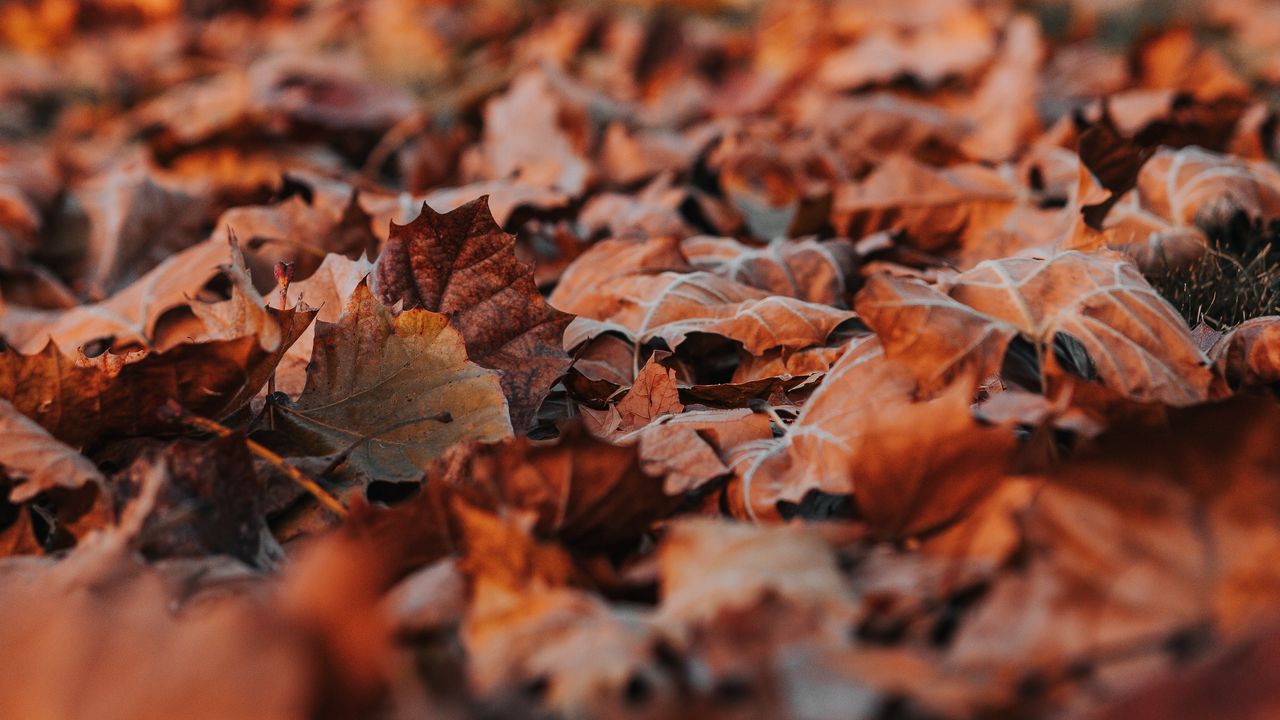 Wallpaper leaves, dry, autumn, nature